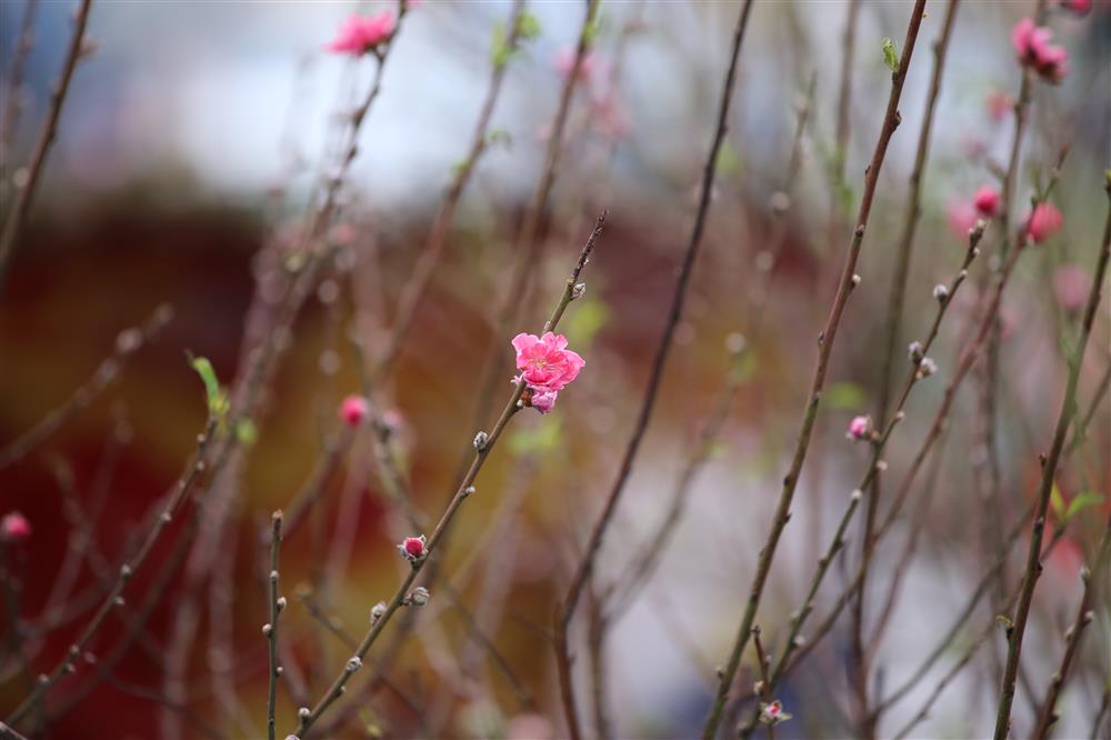 Hà Nội: Đào nở sớm trong cái rét lạnh buốt